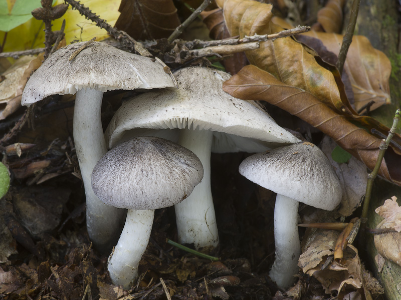 Tricholoma orirubens